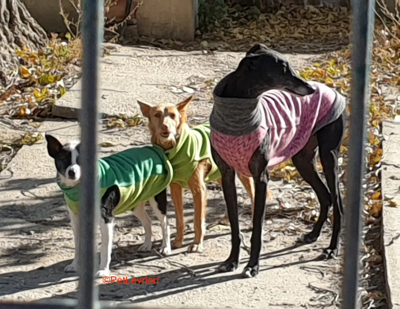 Valentin adozione levrieri galgo 2 2