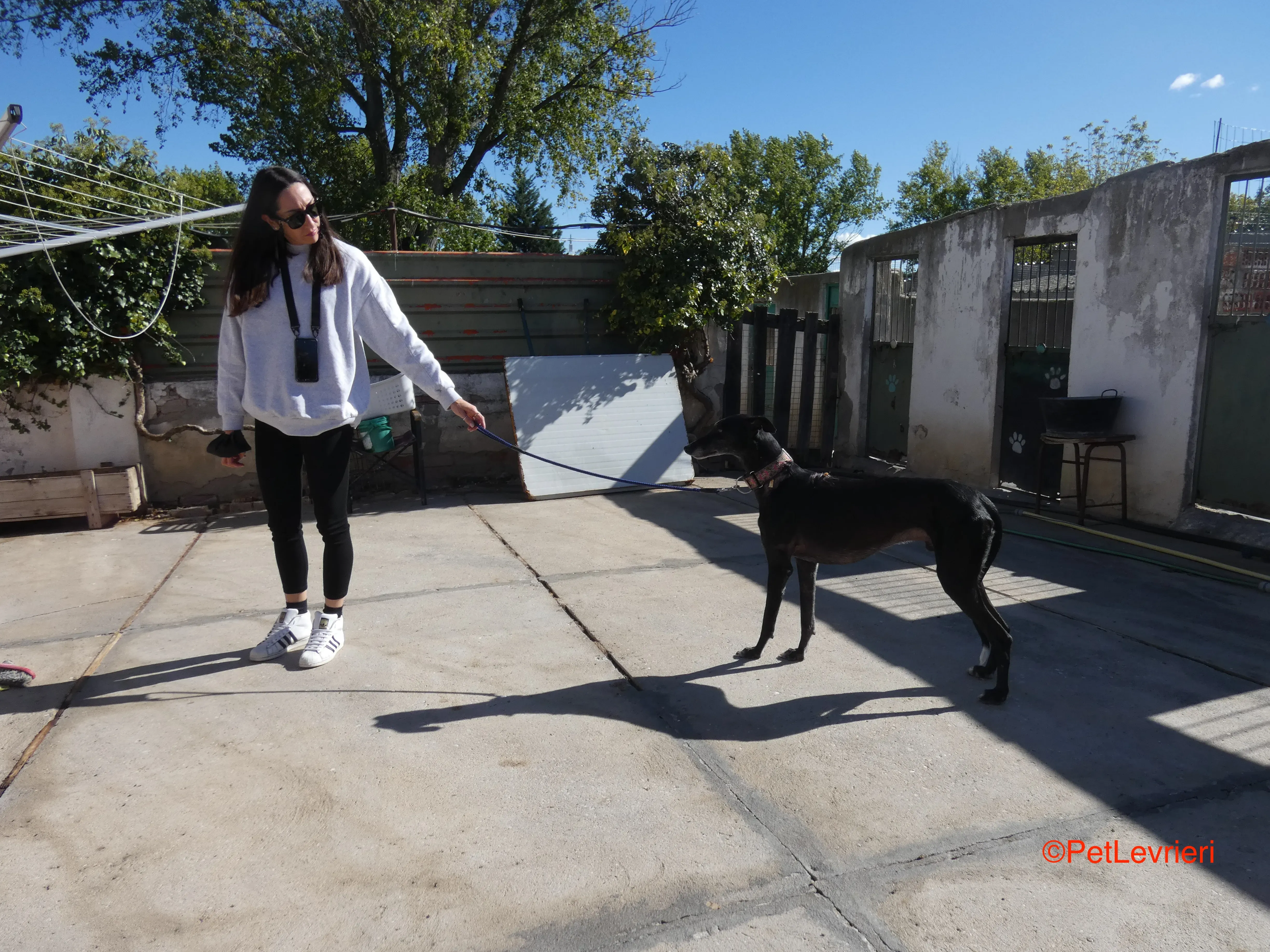 Valentin adozione levrieri galgo 2 JPG