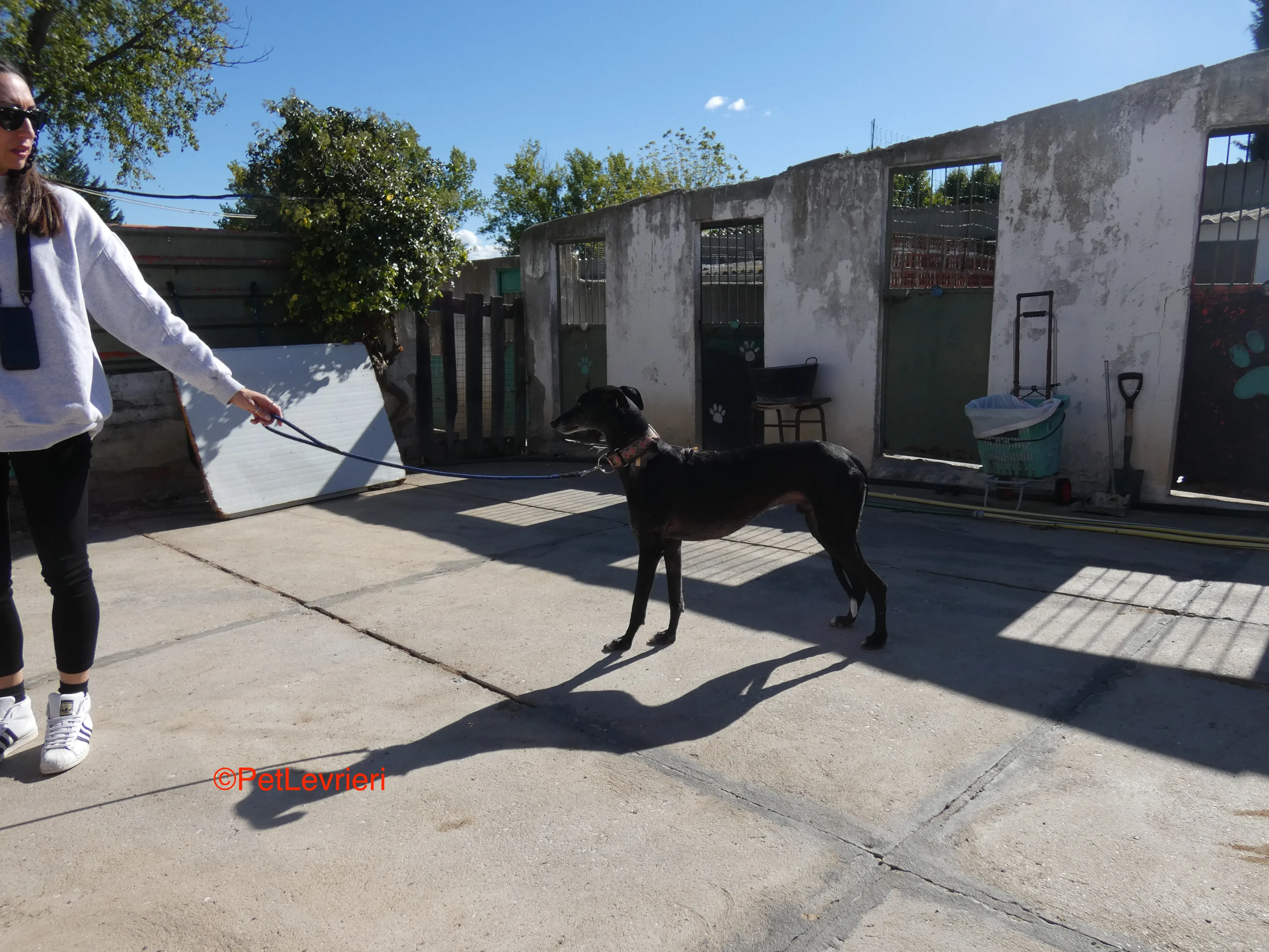 Valentin adozione levrieri galgo 3JPG