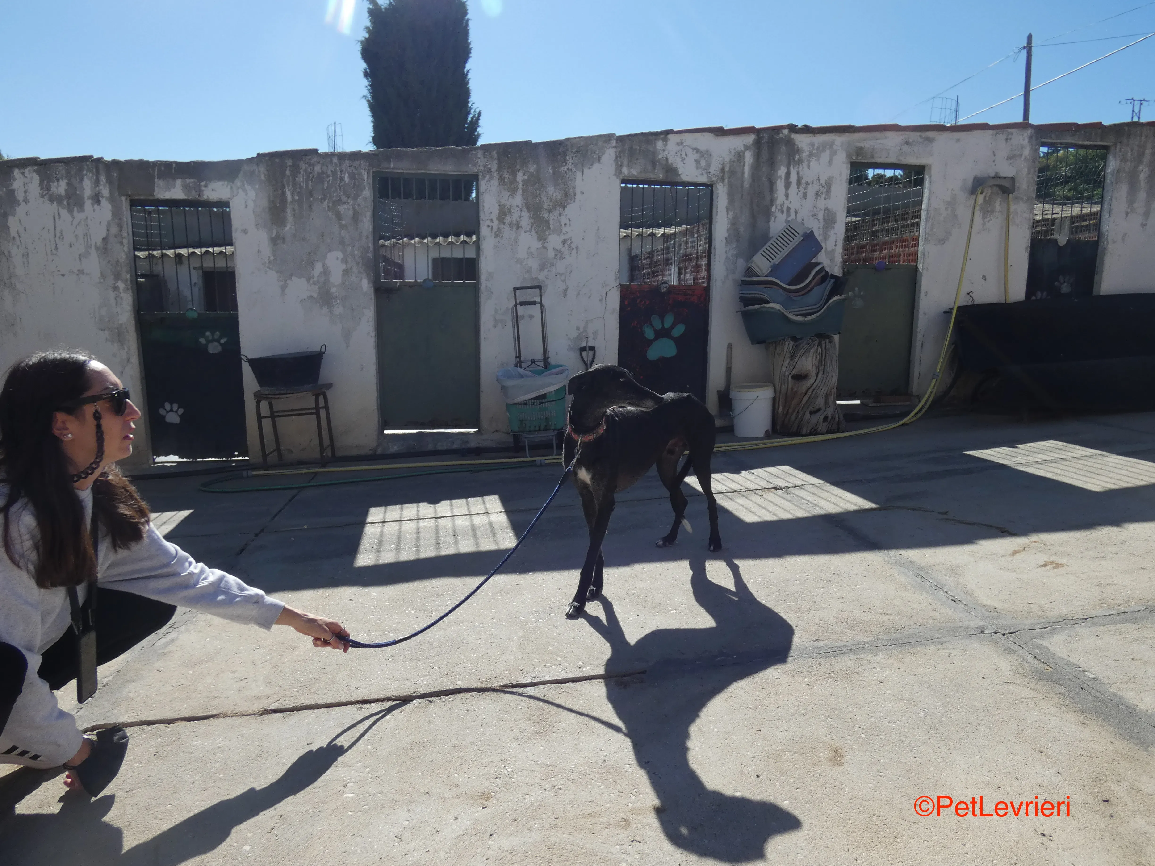 Valentin adozione levrieri galgo 4JPG