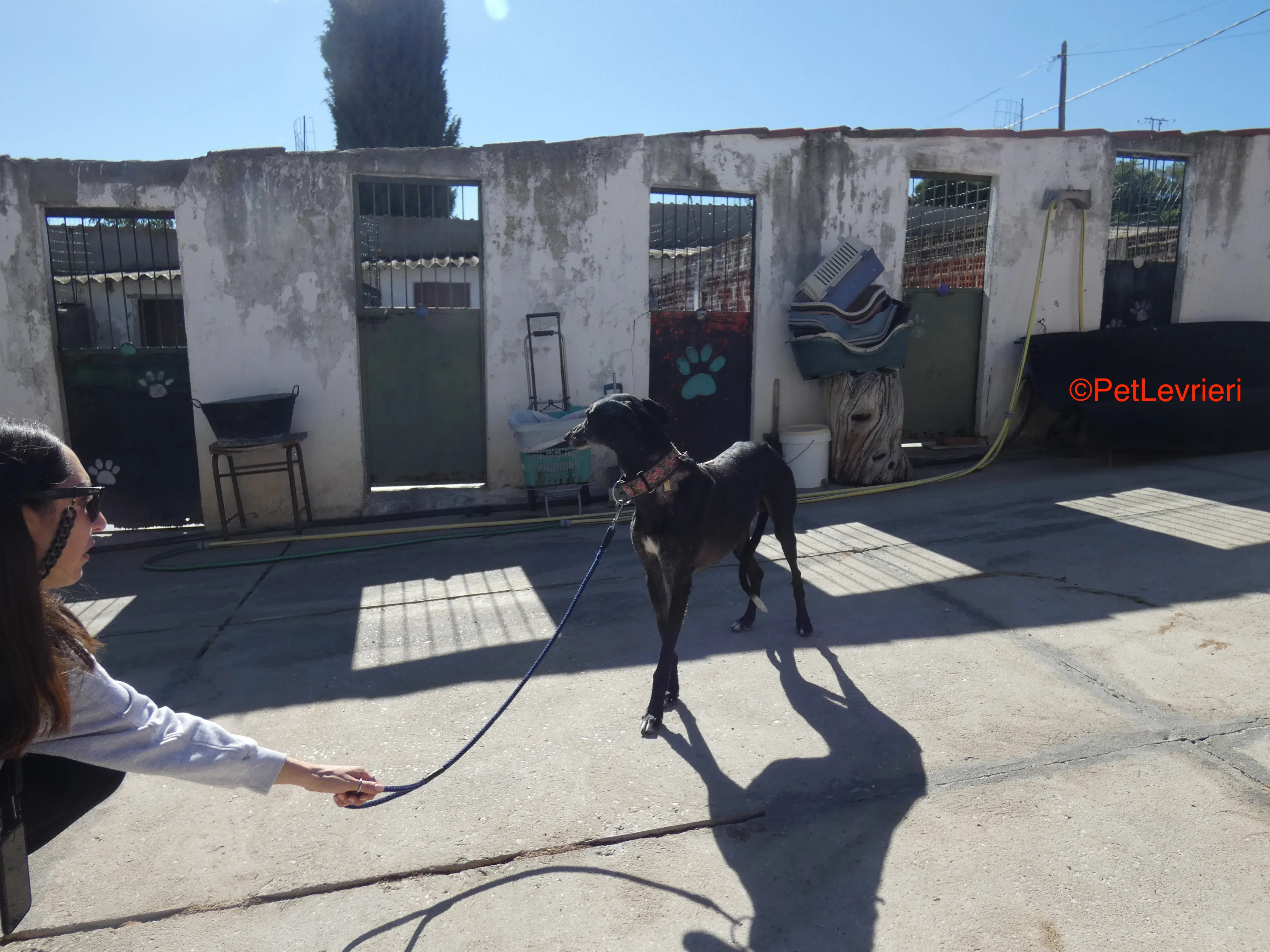 Valentin adozione levrieri galgo 5JPG