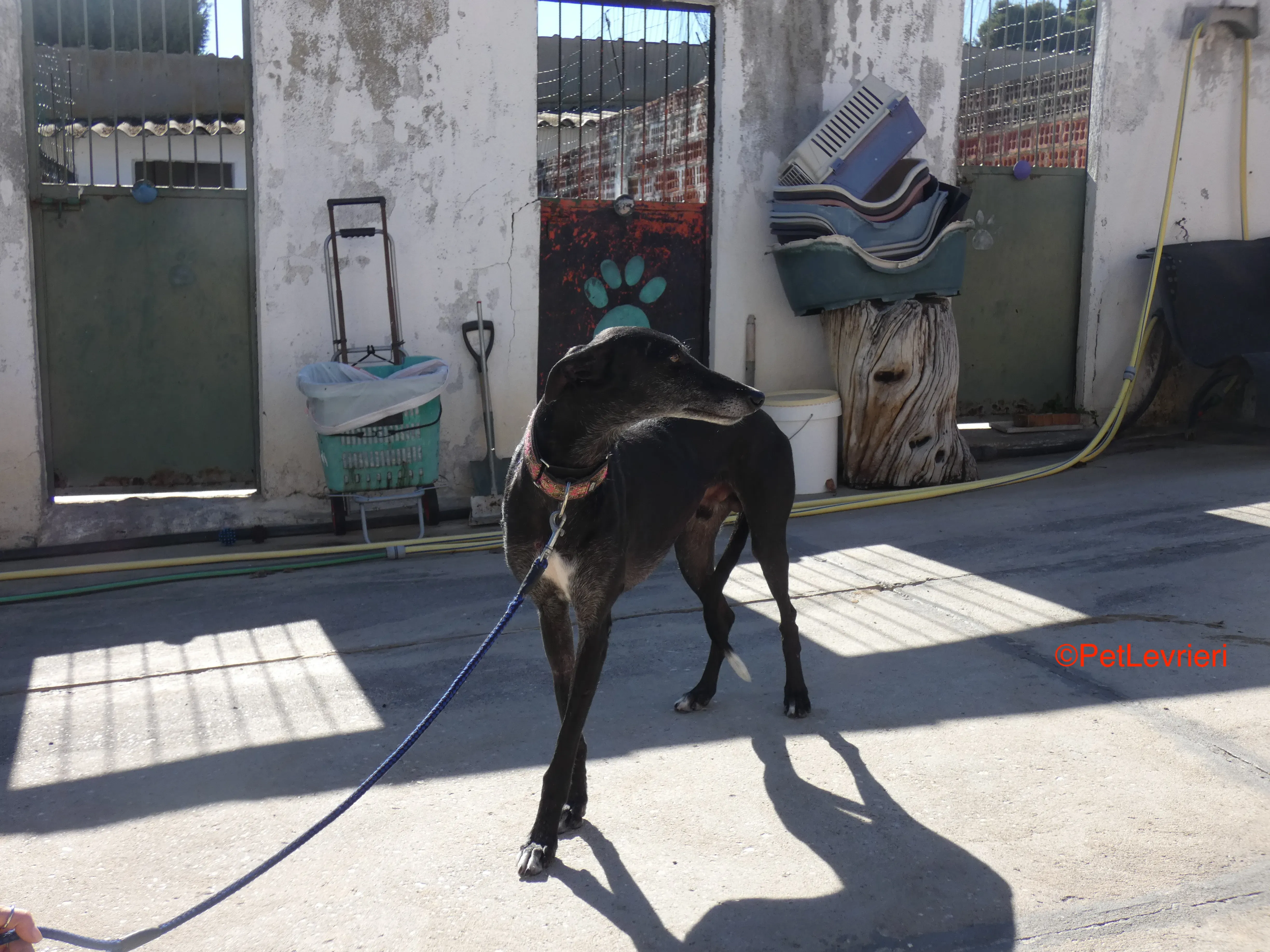 Valentin adozione levrieri galgo 6JPG