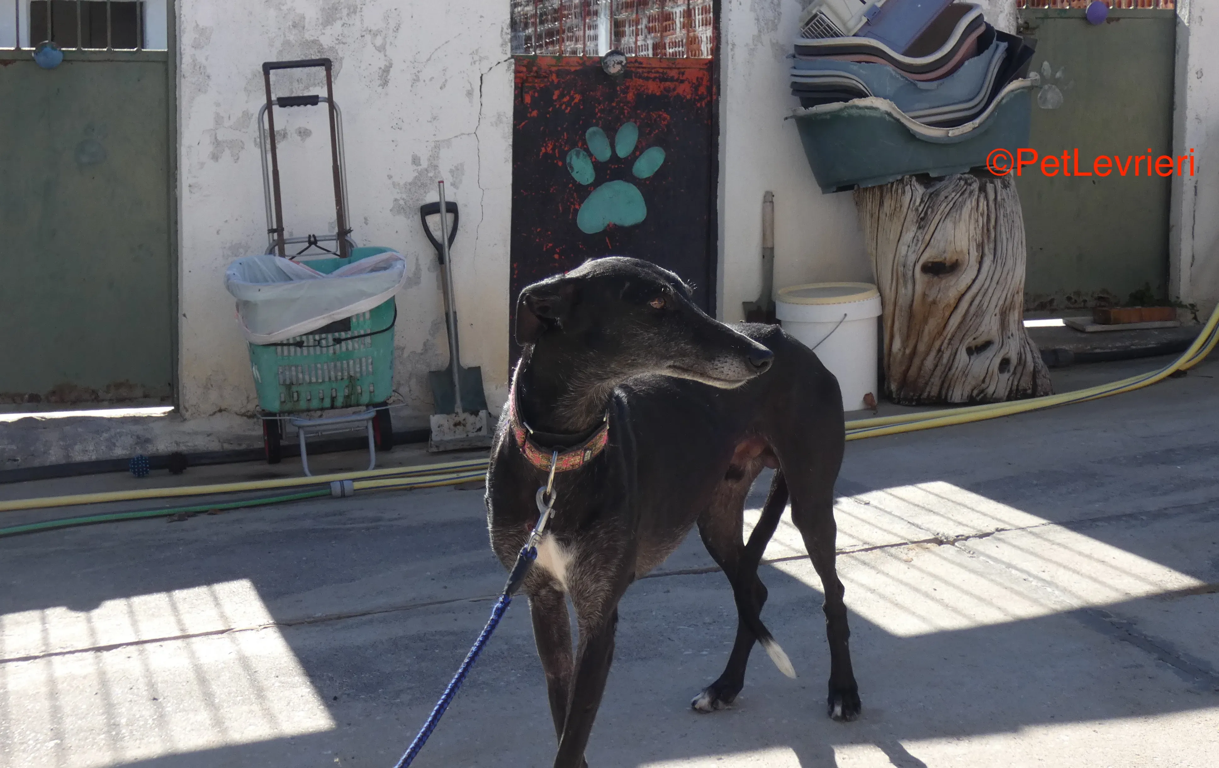 Valentin adozione levrieri galgo 7JPG