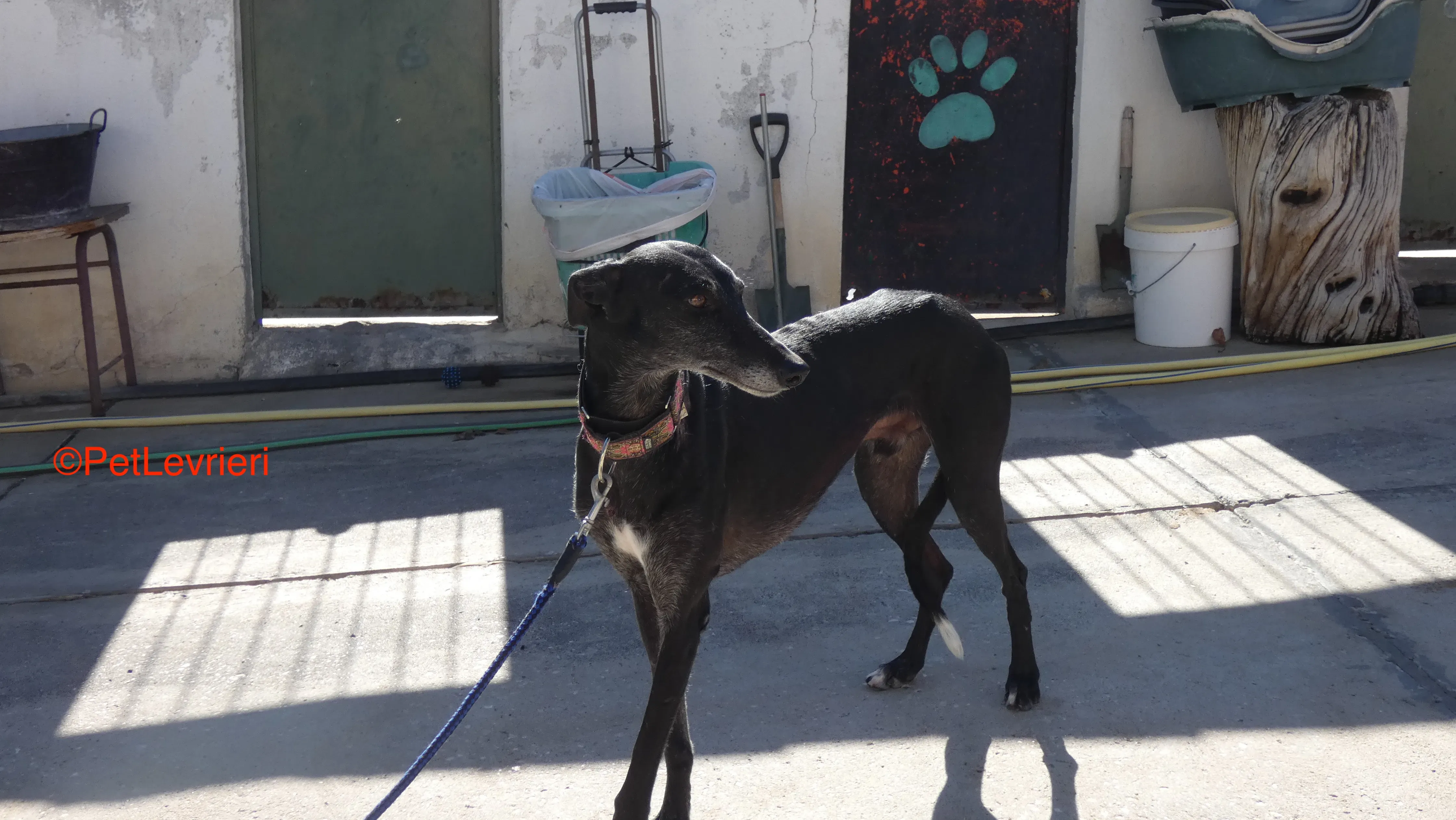 Valentin adozione levrieri galgo 8JPG