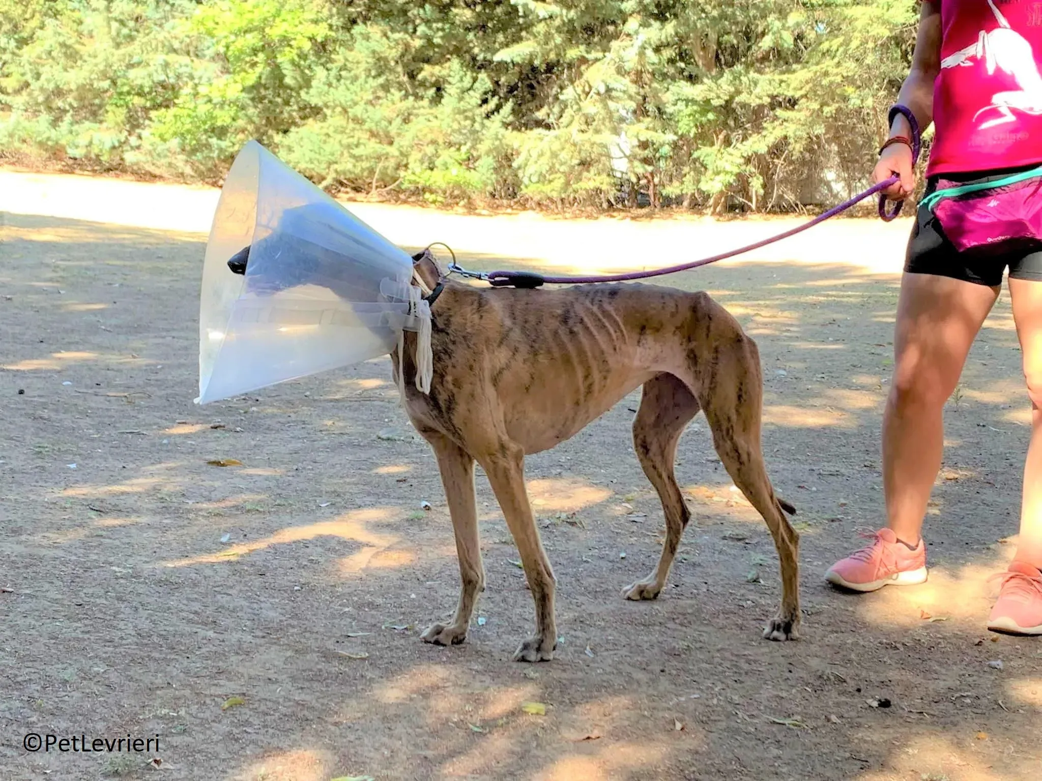 Valentina adozione levrieri galgo 02 2