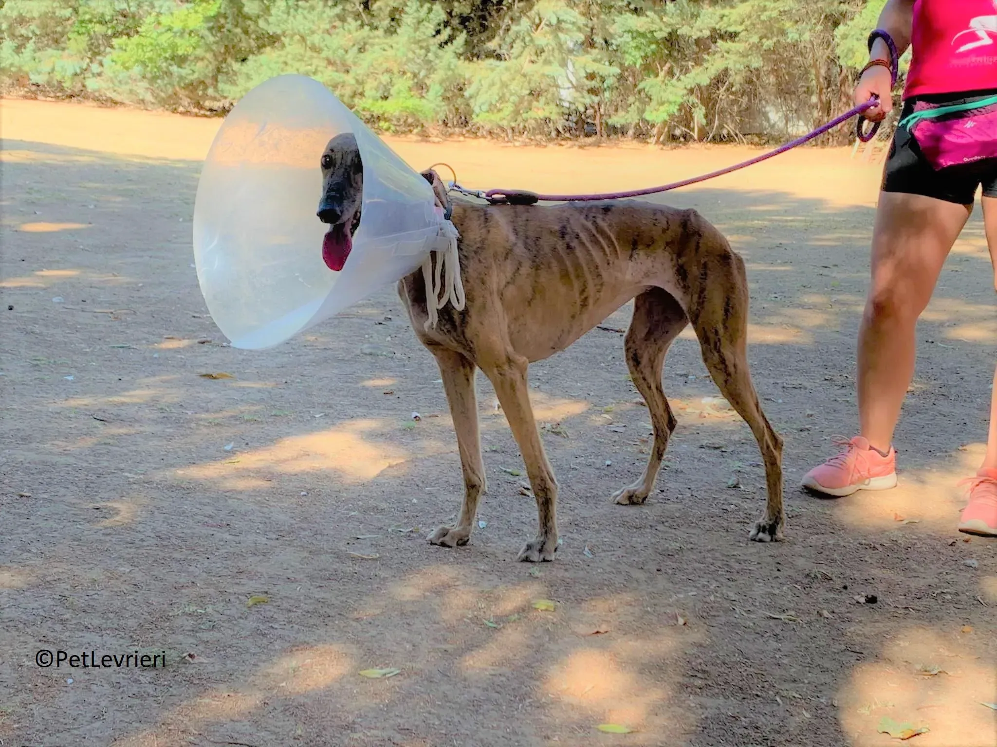 Valentina adozione levrieri galgo 03 2