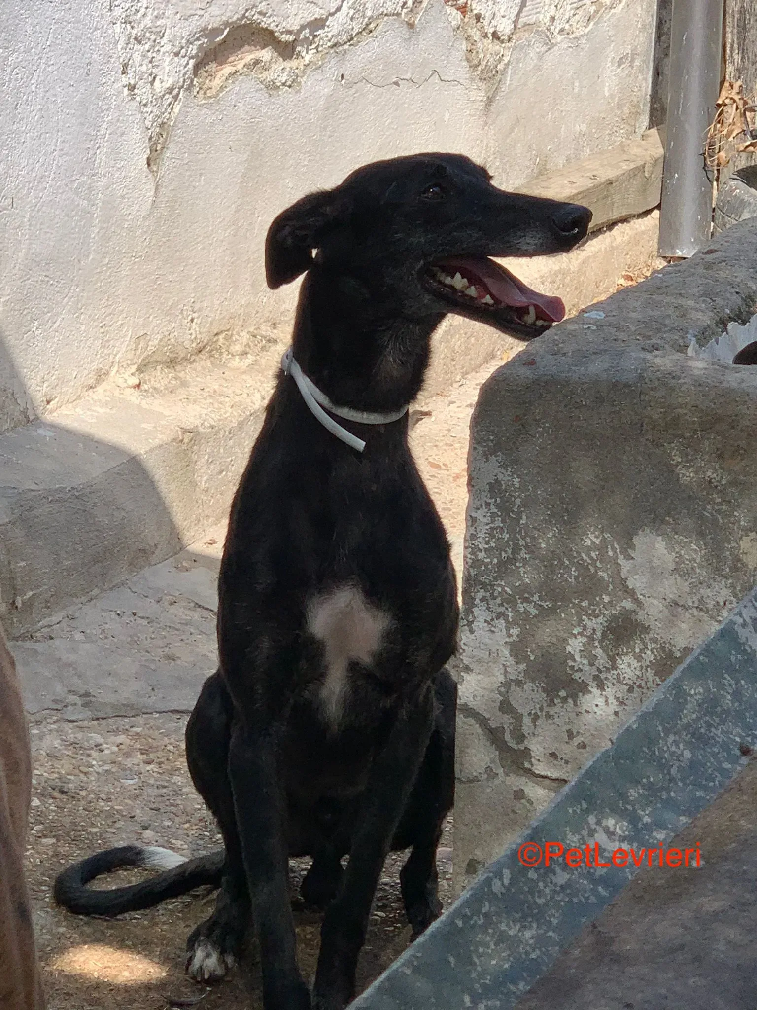 Valentine adozione levrieri galgo 1