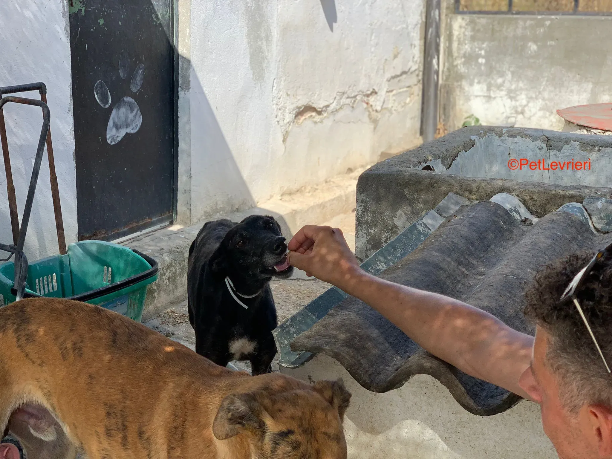 Valentine adozione levrieri galgo 2