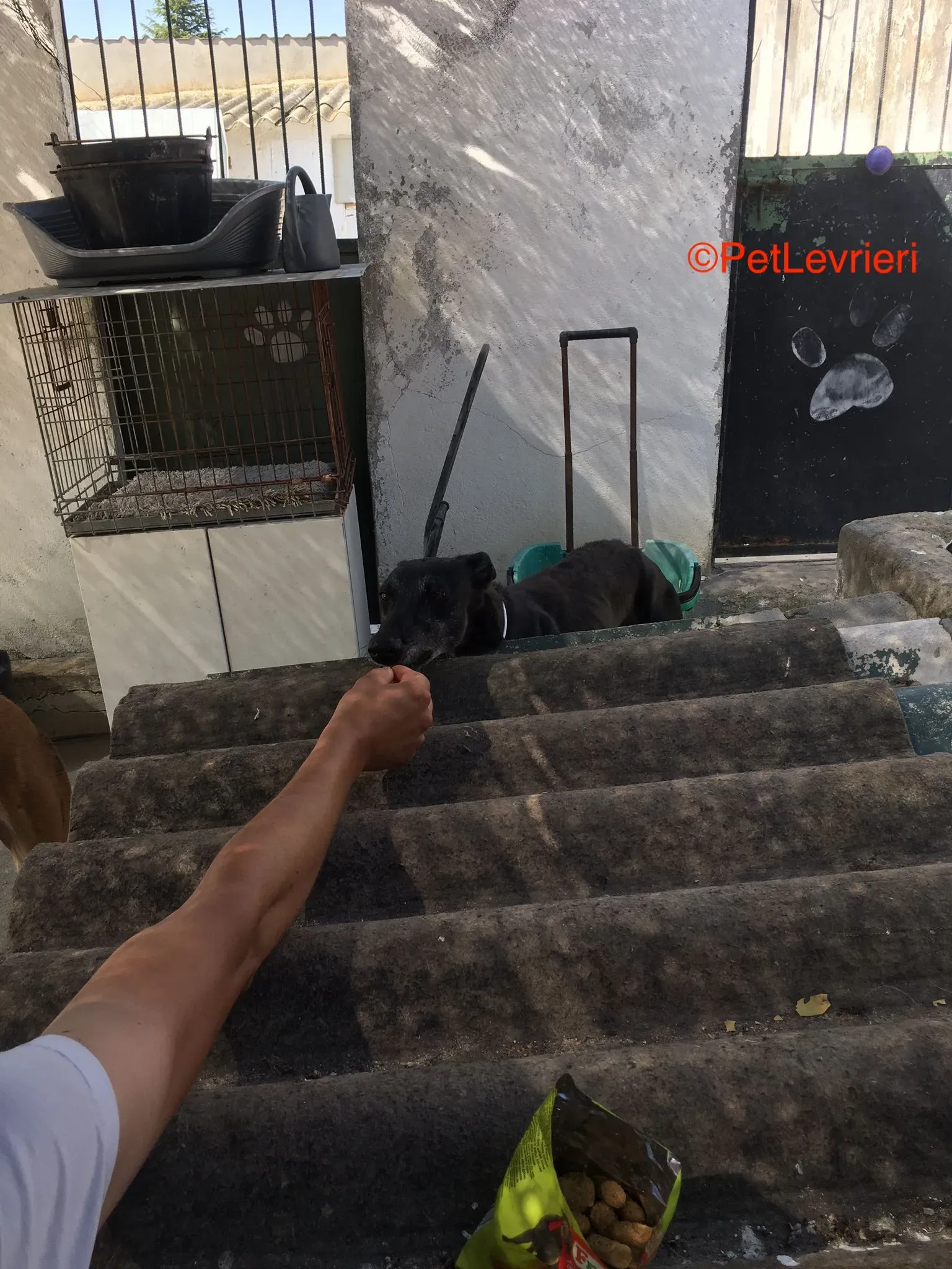 Valentine adozione levrieri galgo 3