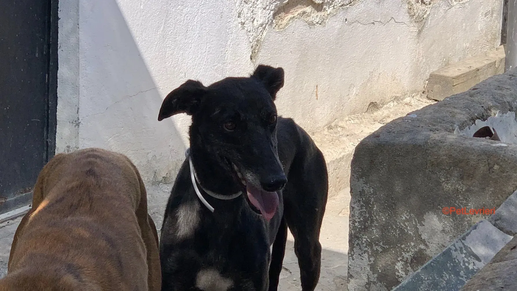 Valentine adozione levrieri galgo 4