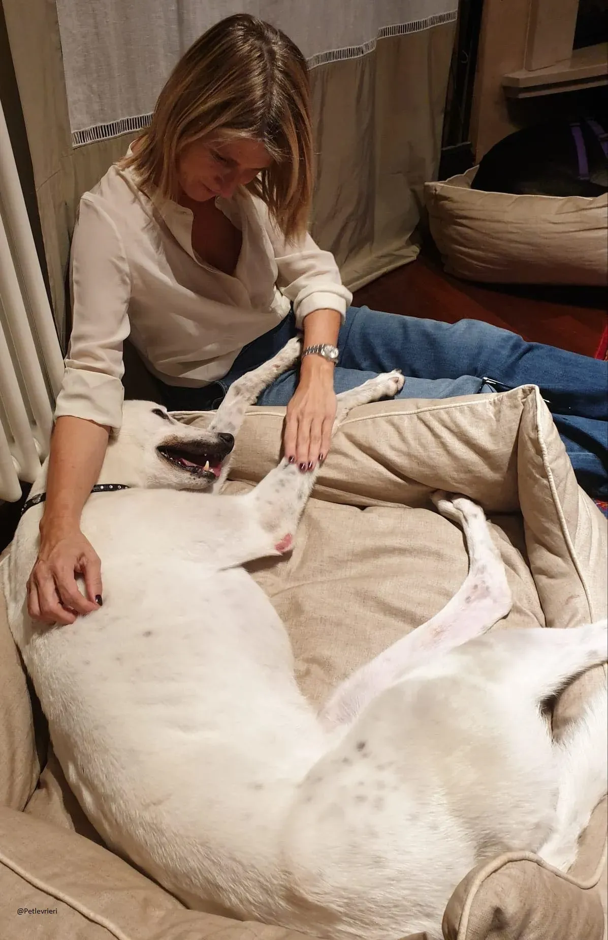 Valet Greyhound Adozione Levrieri famiglia foster 2