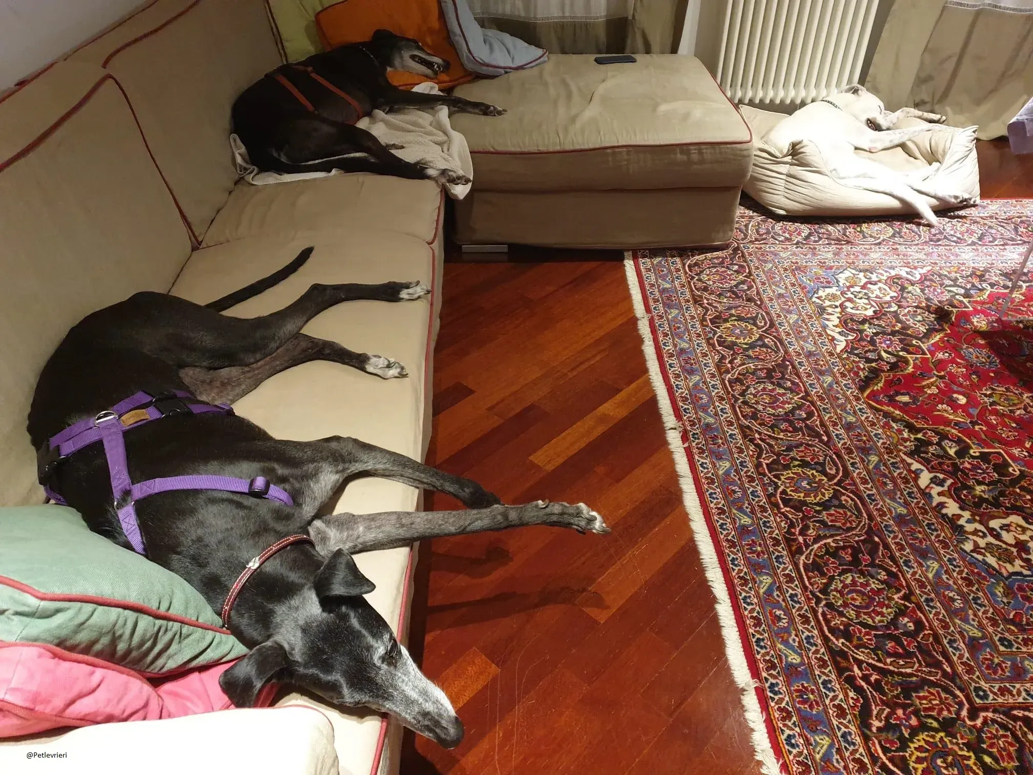 Valet Greyhound Adozione Levrieri famiglia foster 4