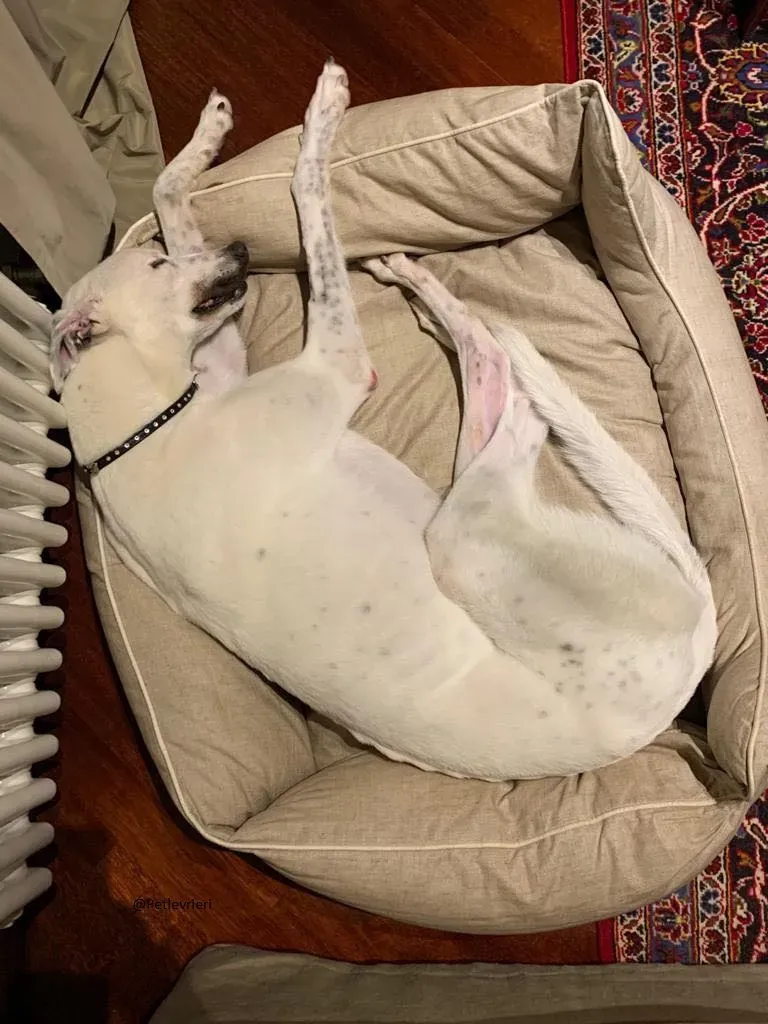 Valet Greyhound Adozione Levrieri famiglia foster 5