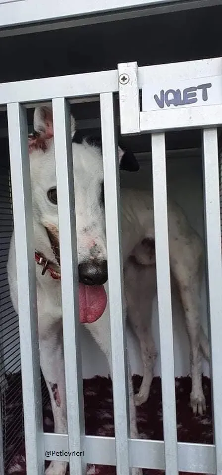 Valet Greyhound Adozione levrieri il giorno dellarrivo 1