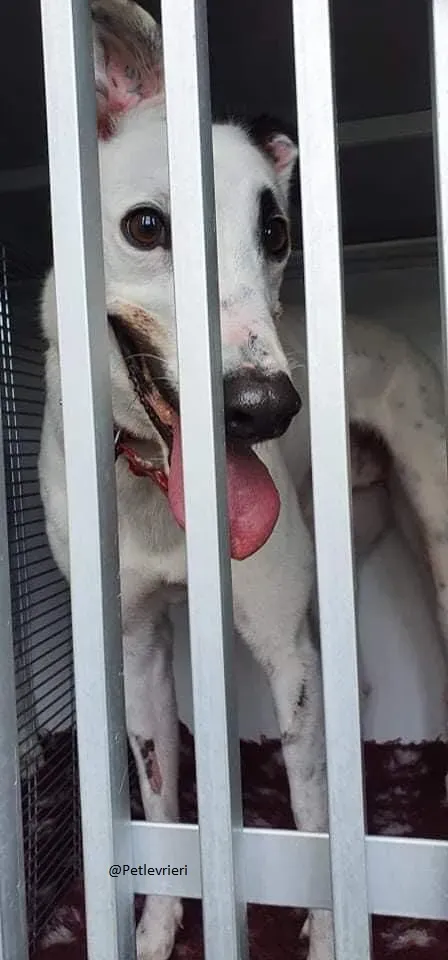 Valet Greyhound Adozione levrieri il giorno dellarrivo 2