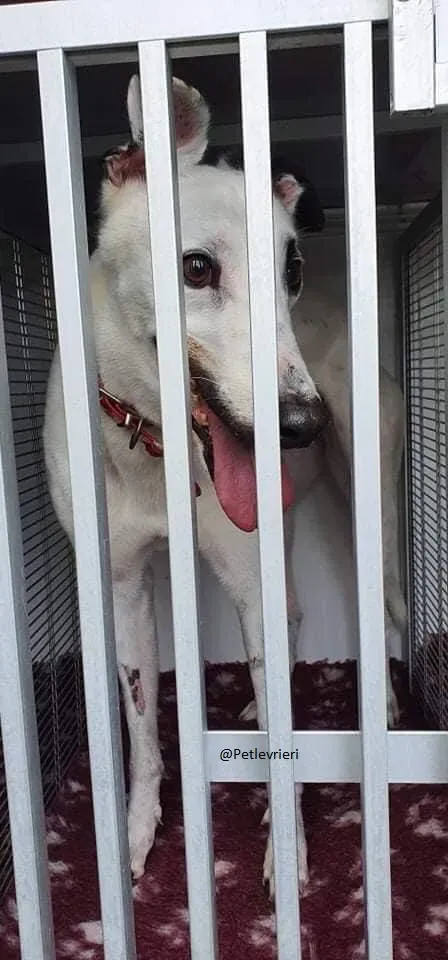 Valet Greyhound Adozione levrieri il giorno dellarrivo 3