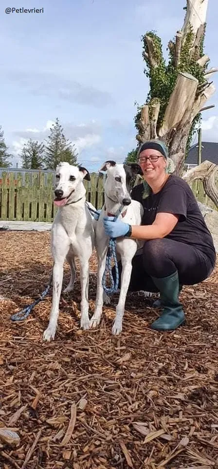 Valet Greyhound Adozione levrieri il giorno dellarrivo 4