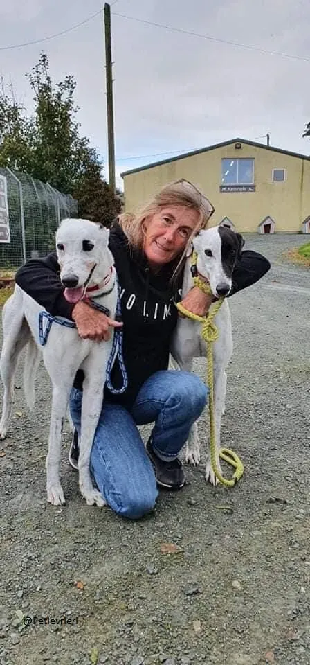 Valet Greyhound Adozione levrieri il giorno dellarrivo 5