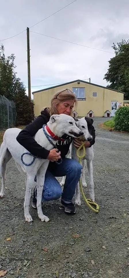 Valet Greyhound Adozione levrieri il giorno dellarrivo 6