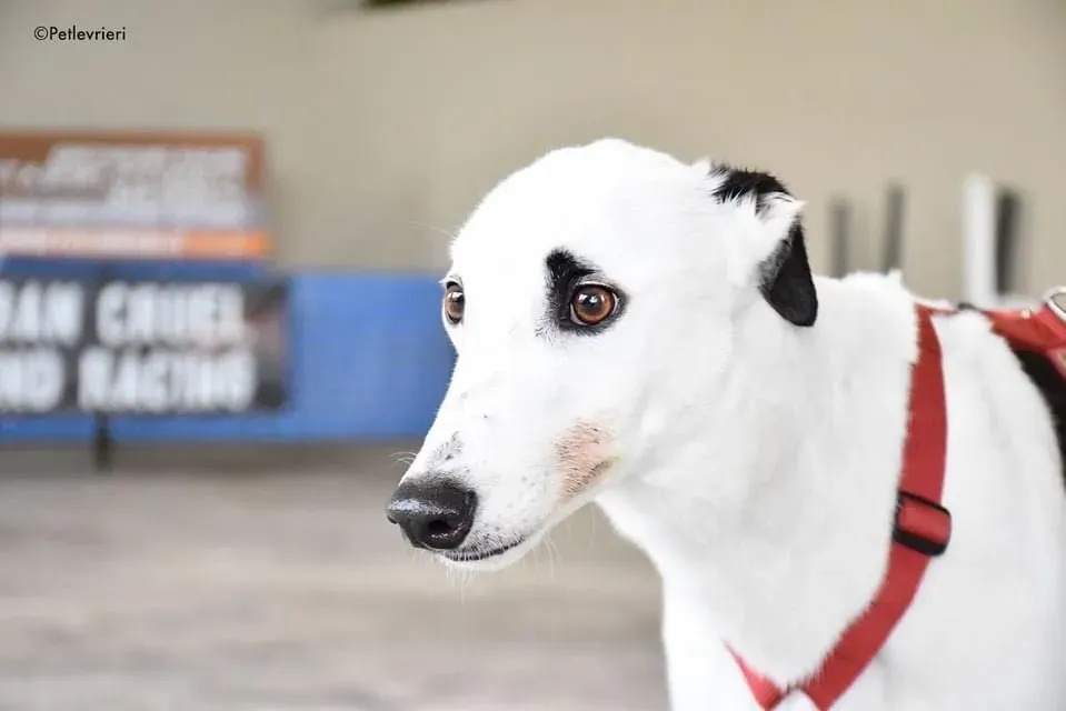 Valet Greyhound adozione levrieri per il giorno dellarrivo 1