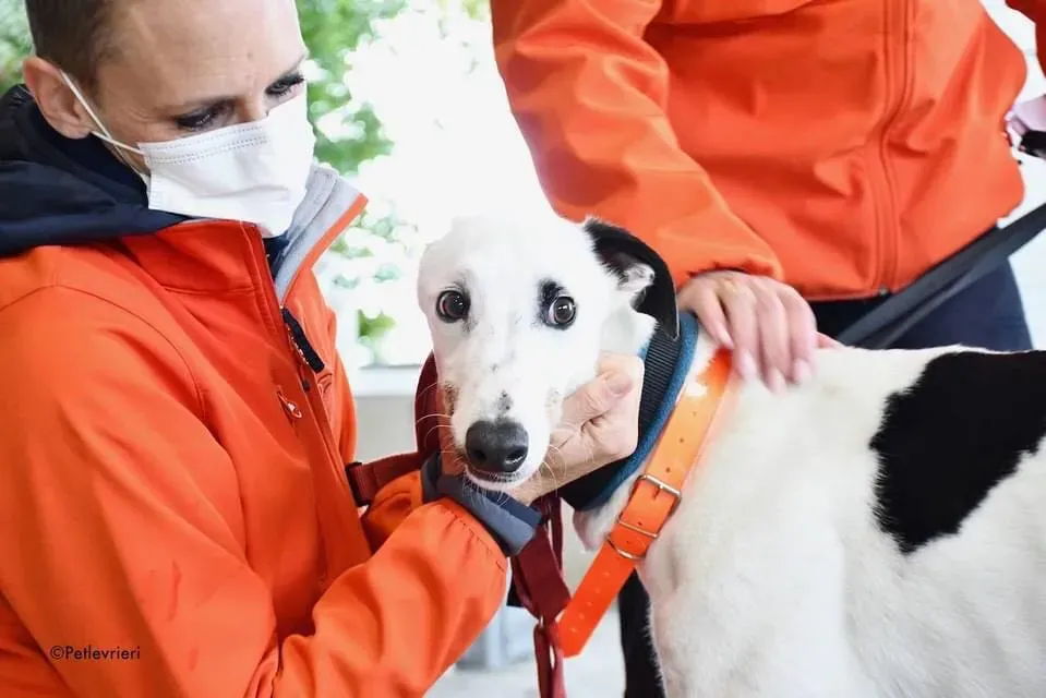 Valet Greyhound adozione levrieri per il giorno dellarrivo 2