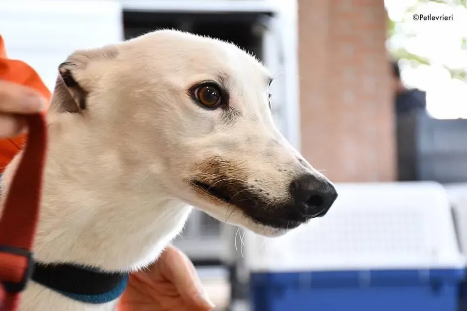 Valet Greyhound adozione levrieri per il giorno dellarrivo 3