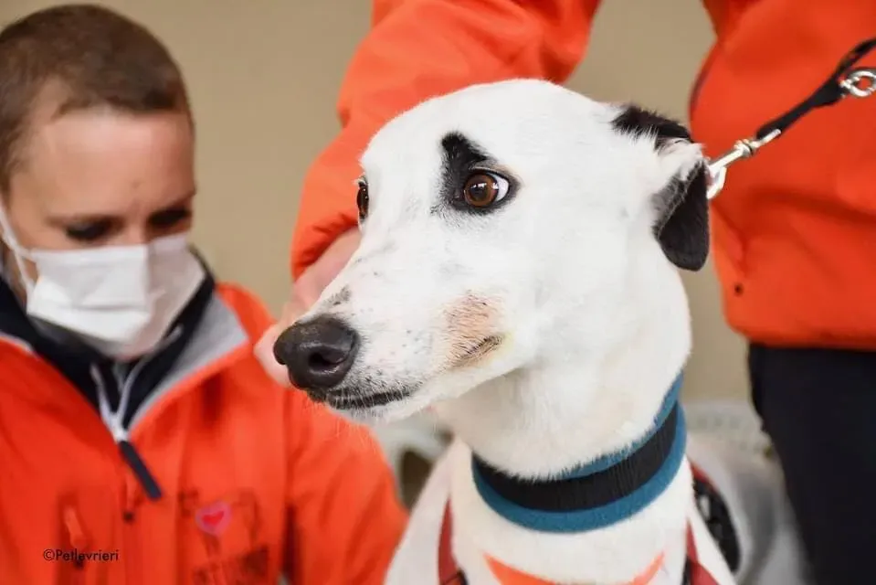 Valet Greyhound adozione levrieri per il giorno dellarrivo 4