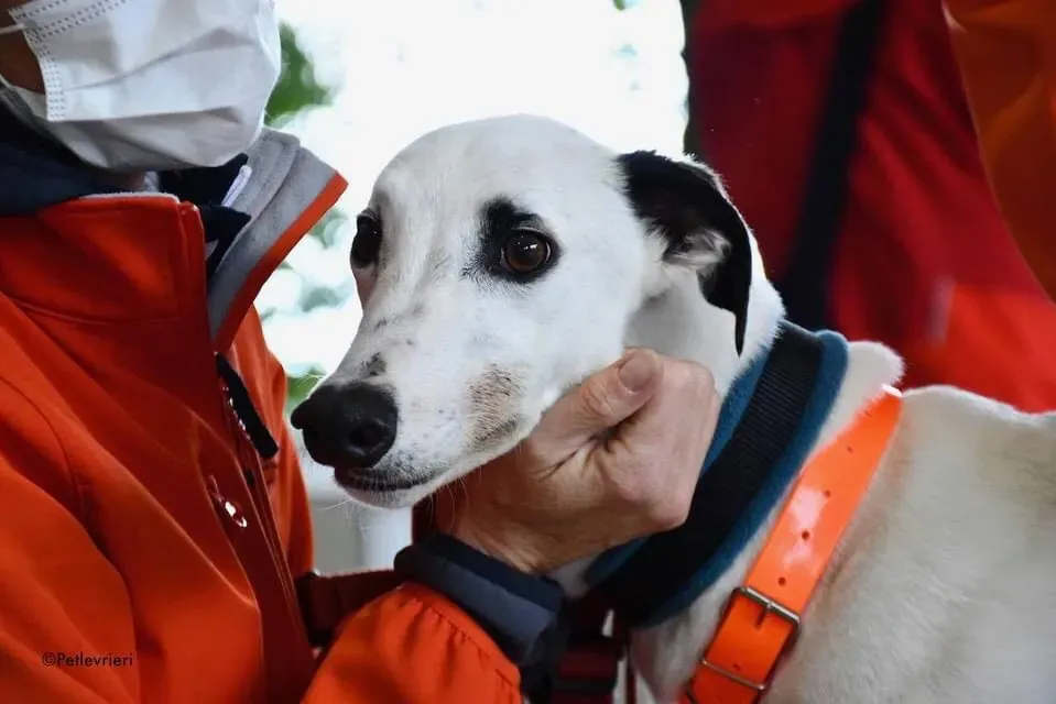 Valet Greyhound adozione levrieri per il giorno dellarrivo 5