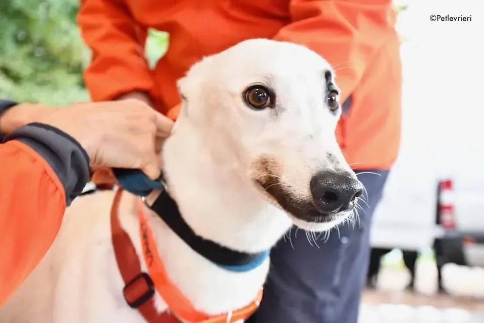 Valet Greyhound adozione levrieri per il giorno dellarrivo 6