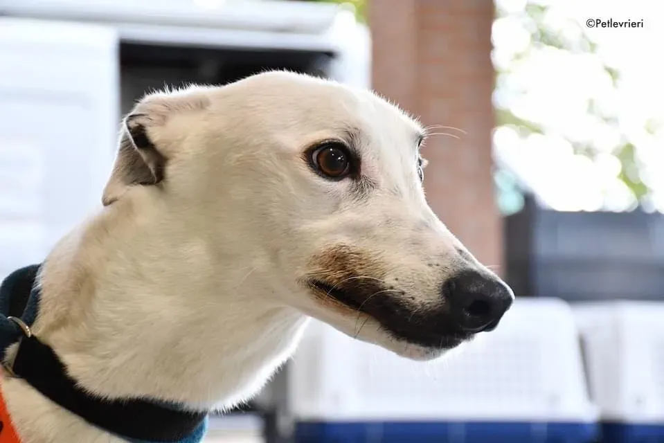 Valet Greyhound adozione levrieri per il giorno dellarrivo 7