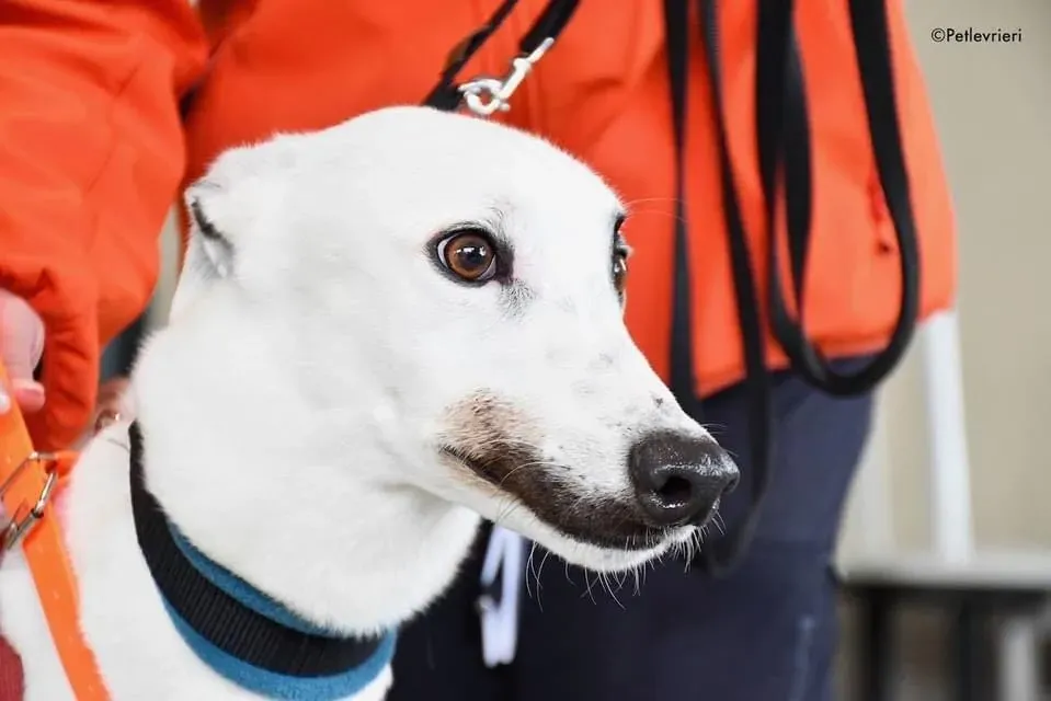 Valet Greyhound adozione levrieri per il giorno dellarrivo 8