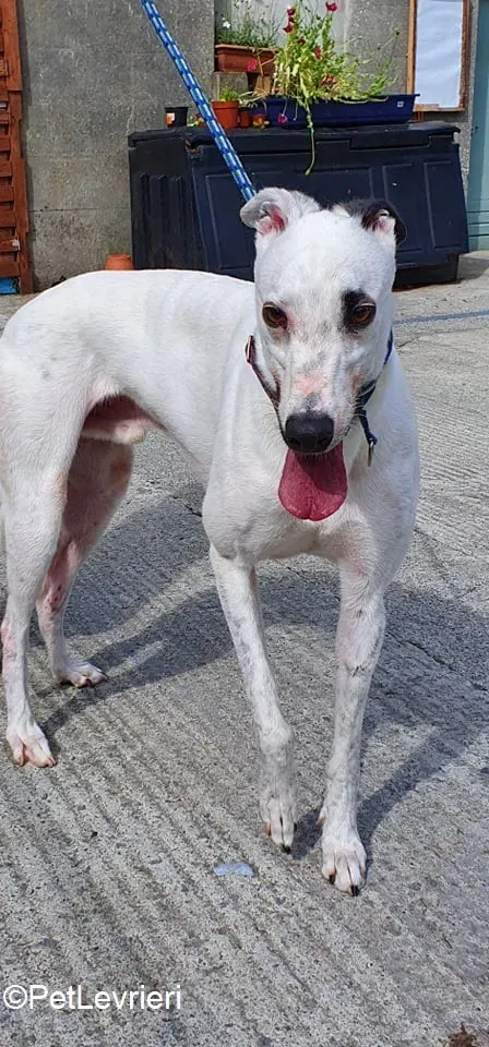 Valet adozione levrieri greyhound 1