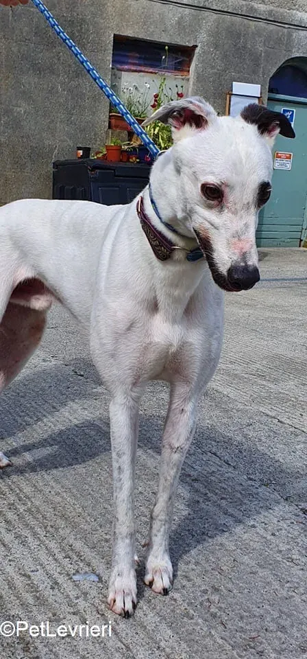 Valet adozione levrieri greyhound 2