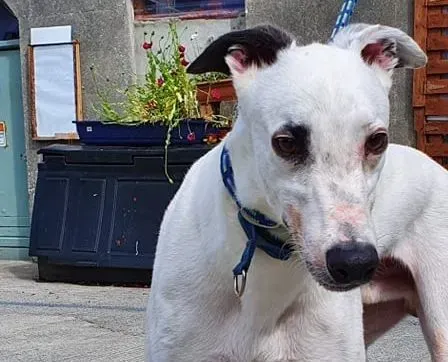 Valet adozione levrieri greyhound 3 e1596659482165