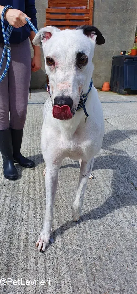 Valet adozione levrieri greyhound 4