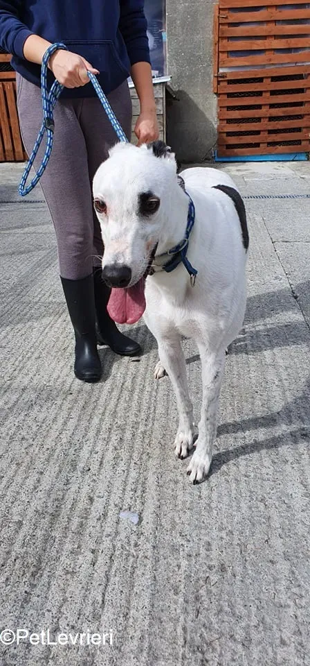 Valet adozione levrieri greyhound 5