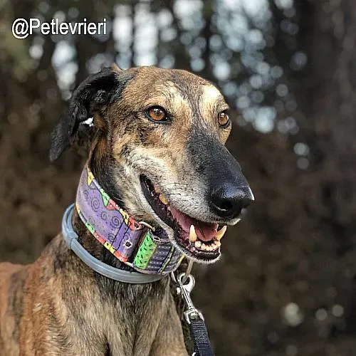 Valey adozione levrieri galgo 1