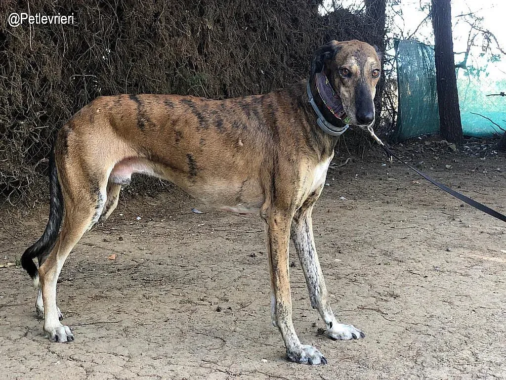 Valey adozione levrieri galgo 2