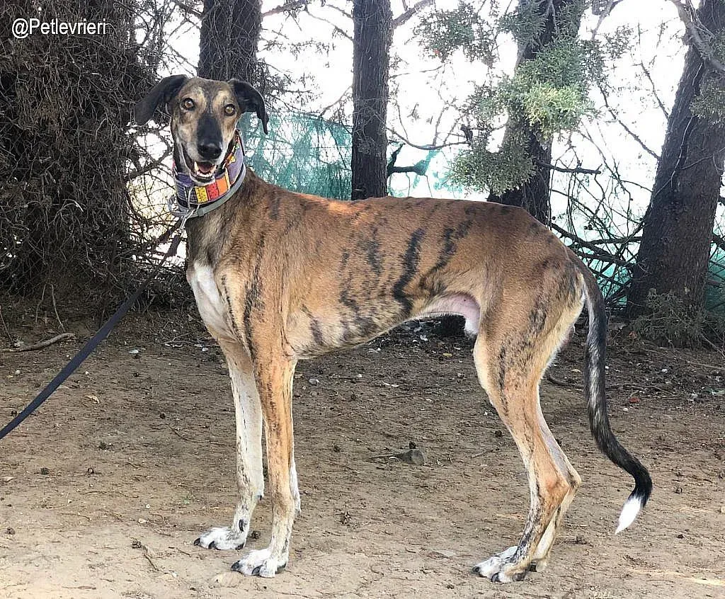 Valey adozione levrieri galgo 3