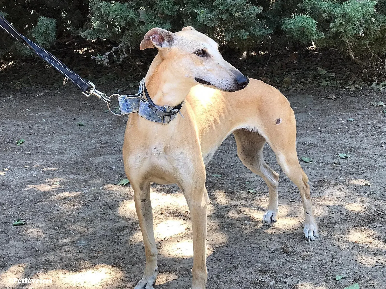 Valle adozione levrieri galgo 01