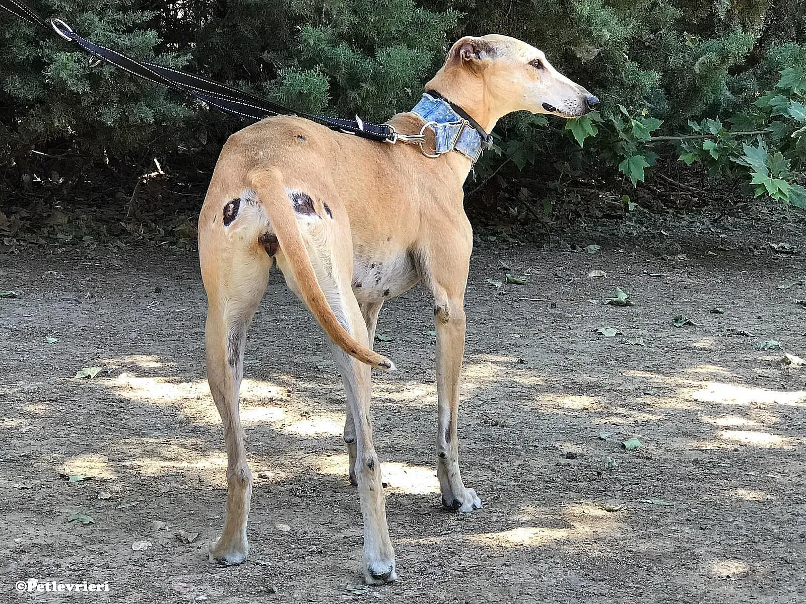 Valle adozione levrieri galgo 02