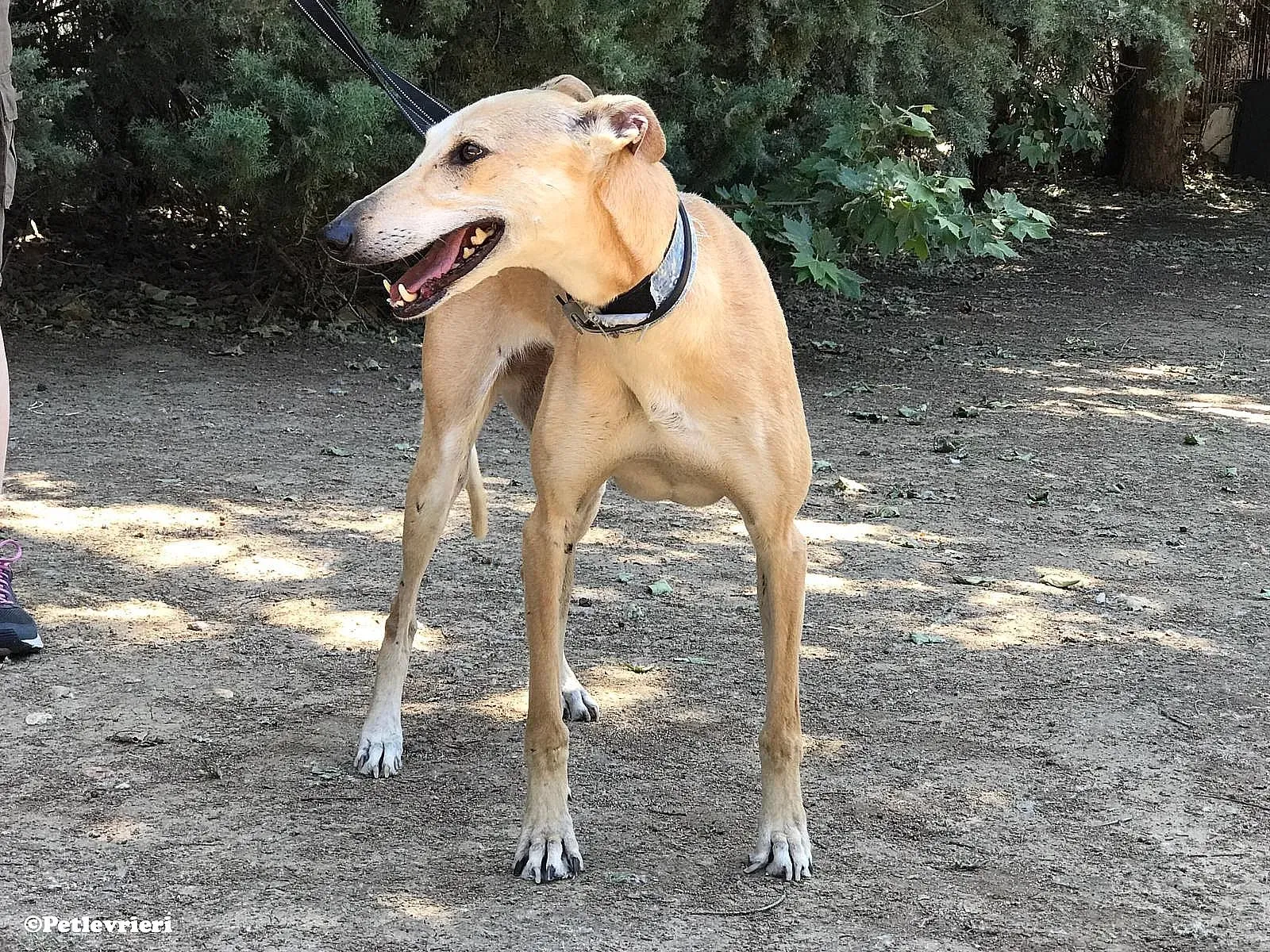 Valle adozione levrieri galgo 03