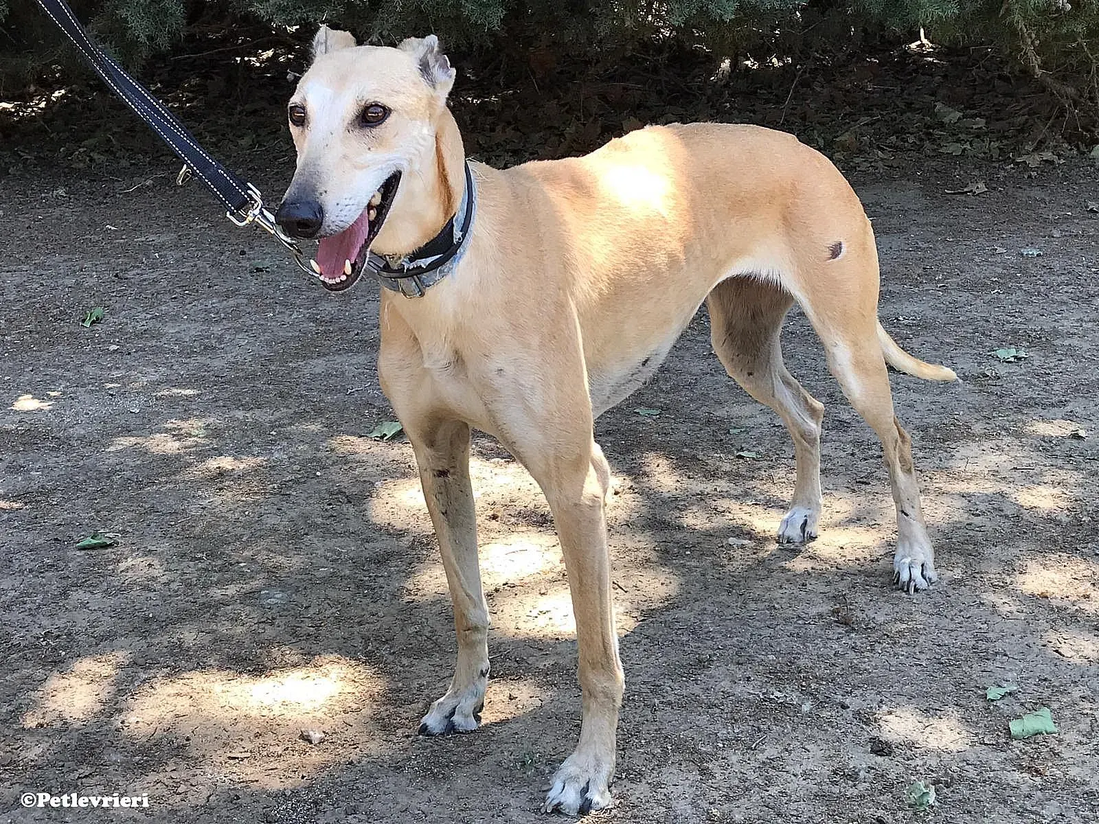 Valle adozione levrieri galgo 04