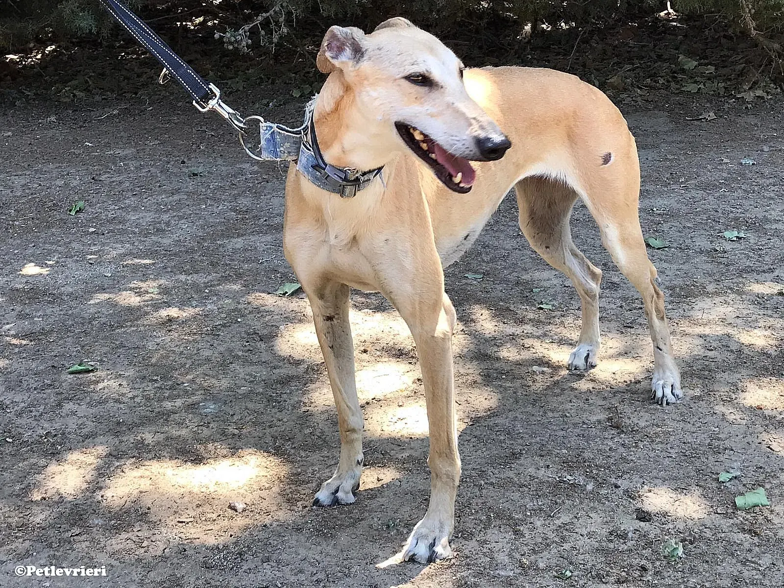 Valle adozione levrieri galgo 05