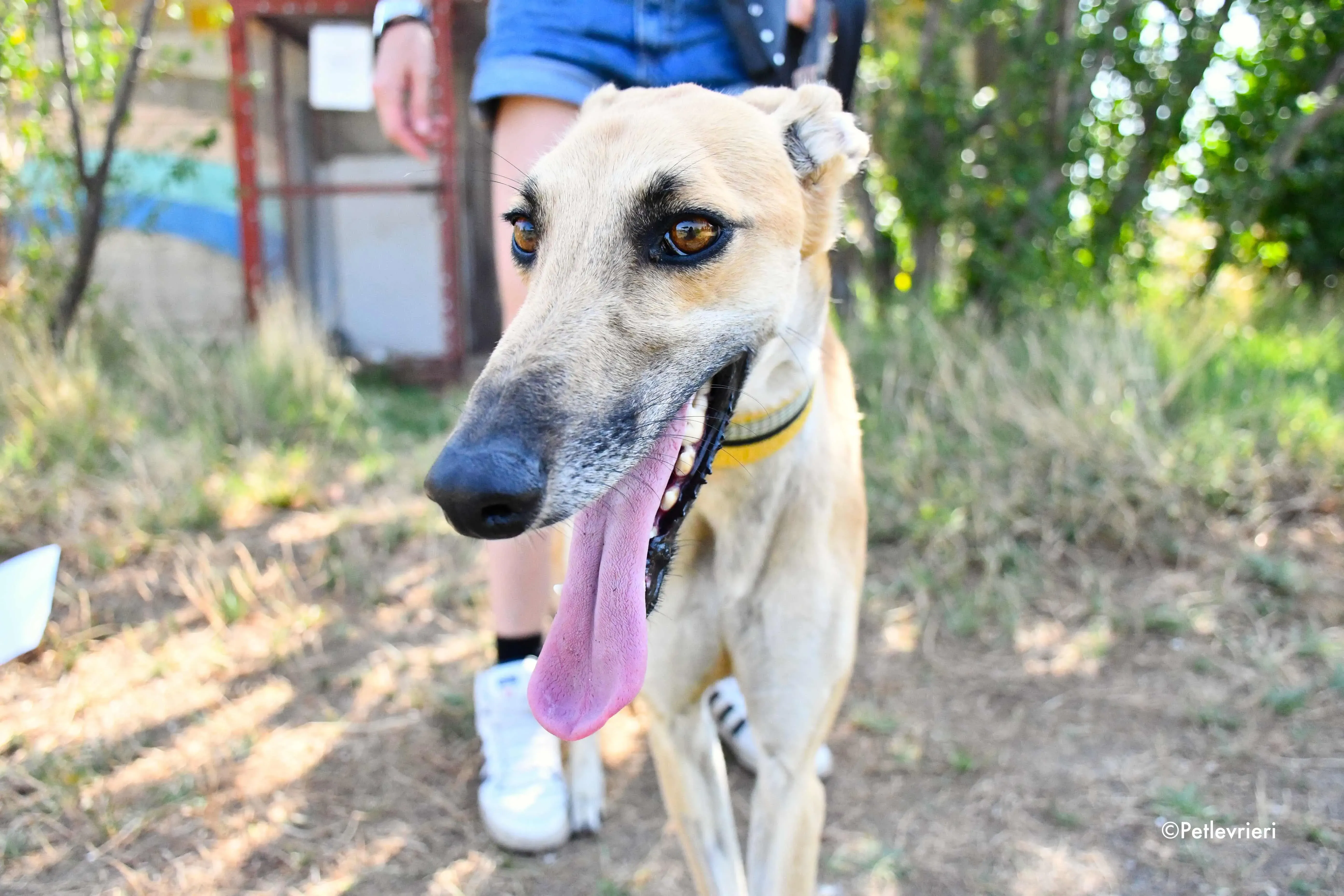 Vano adozione levrieri galgo 1