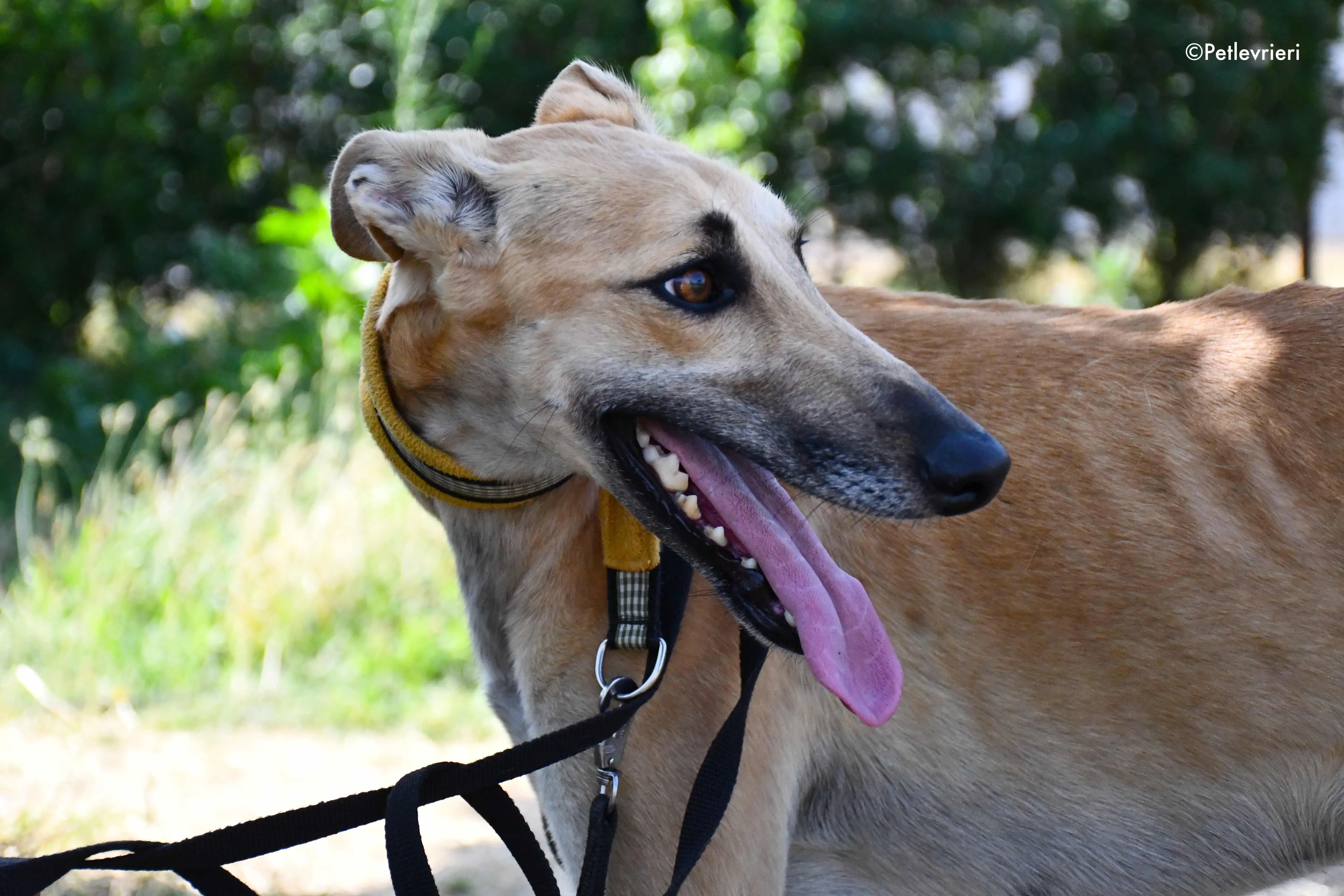 Vano adozione levrieri galgo 13