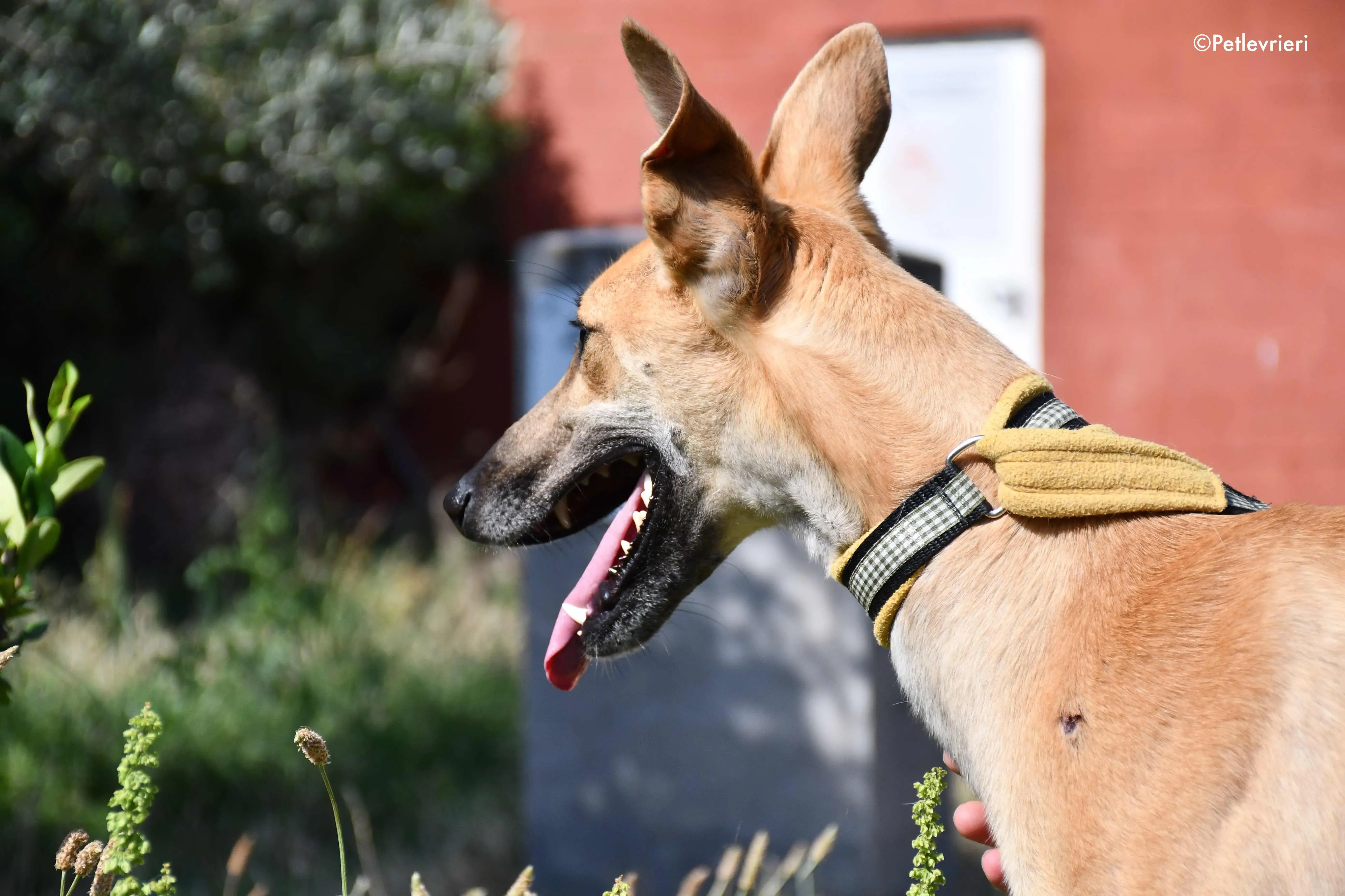 Vano adozione levrieri galgo 14