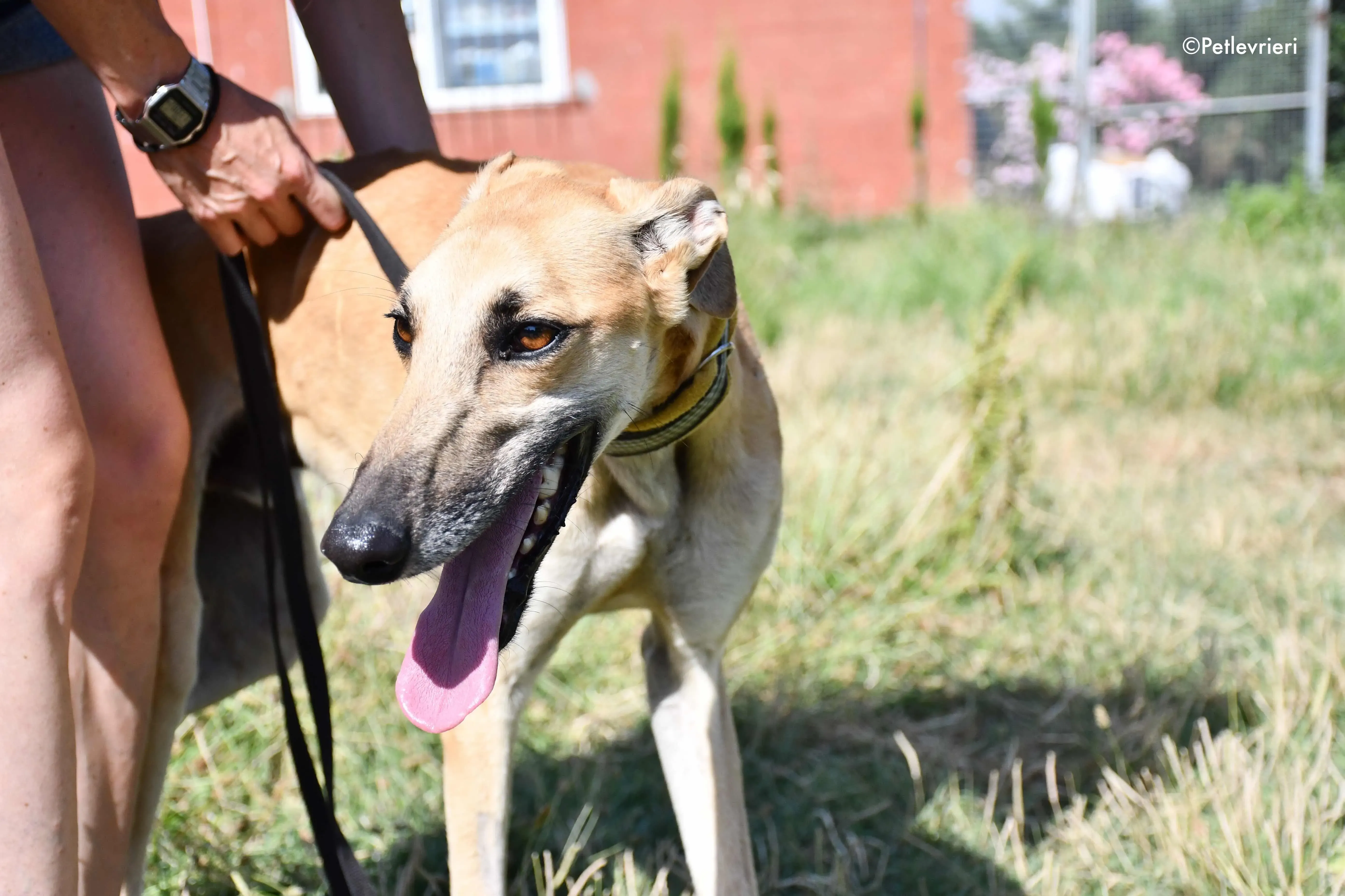 Vano adozione levrieri galgo 16