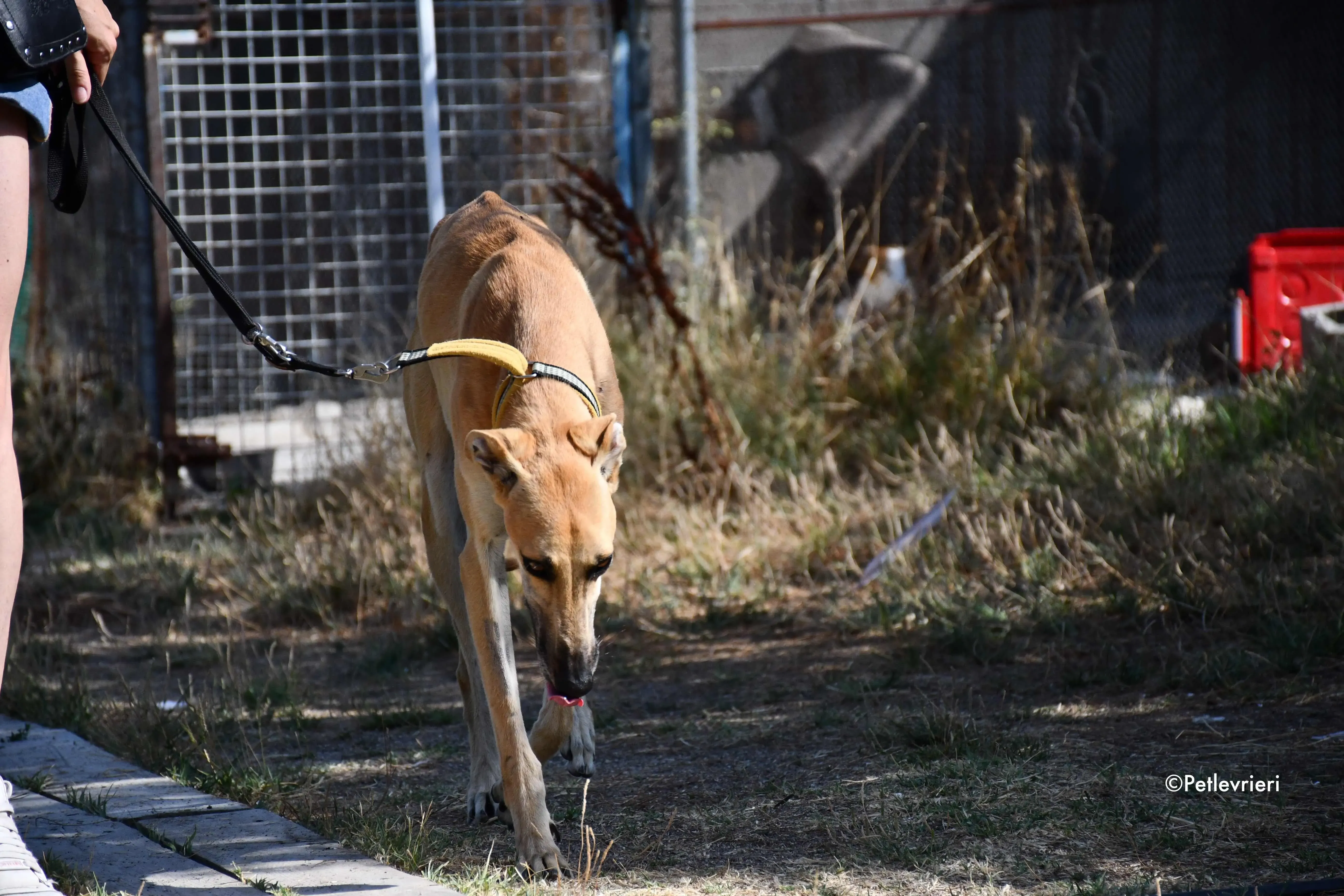 Vano adozione levrieri galgo 17