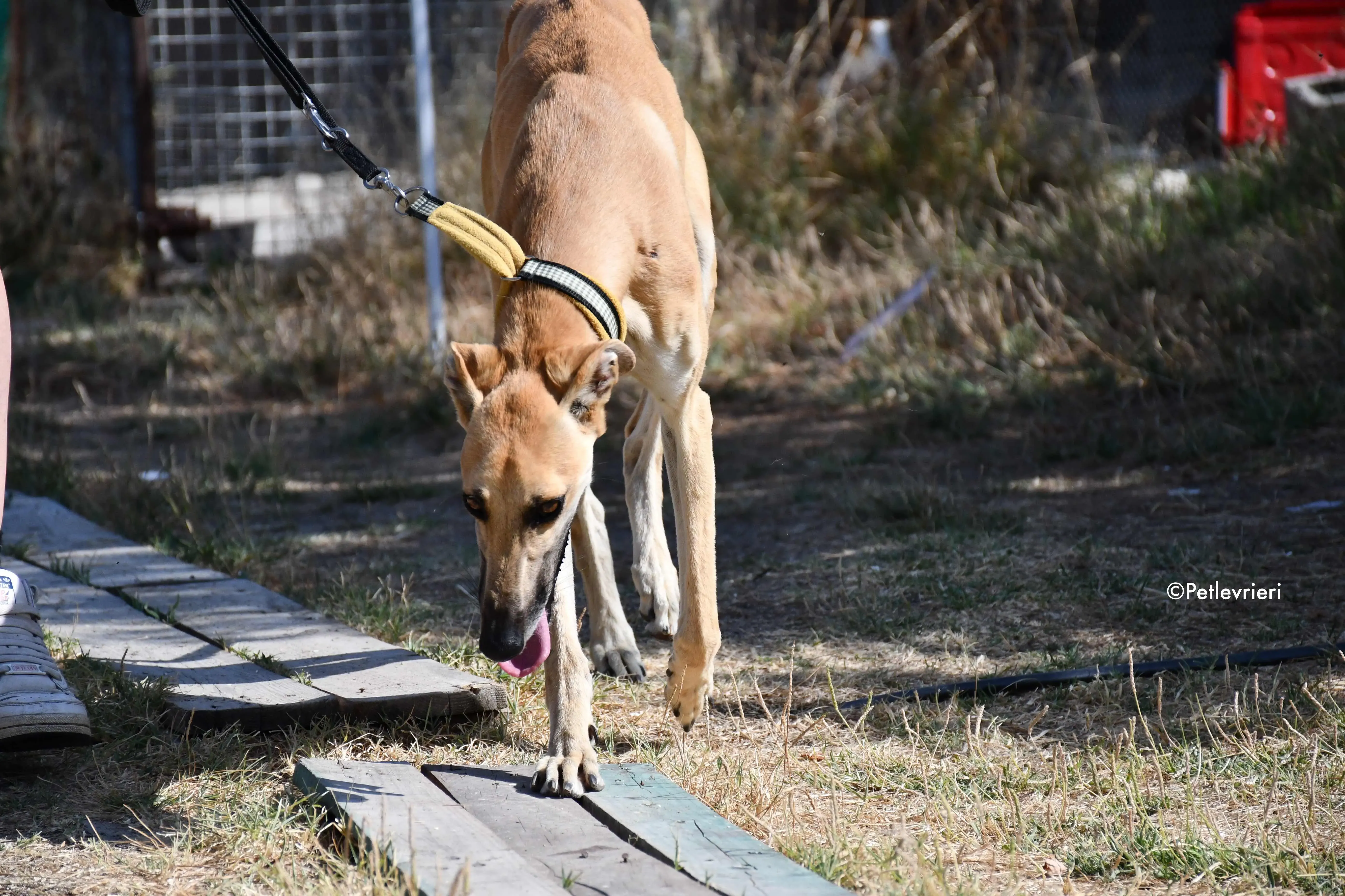 Vano adozione levrieri galgo 18